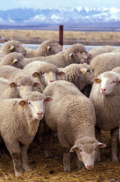 Ovinocultura Ordem: Artiodactyla Família: Bovidae Gênero: Ovis Espécie: Ovis aries Ovelhas: Domesticadas pelo homem para a alimentação, consumo da carne e do leite, e proteção, uso da lã; A