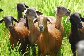 Ovinocultura no Brasil No Rio Grande do Sul a criação de ovinos é baseada em raças de carne, laneiras e mistas, adaptadas ao clima subtropical, onde se obtém lã e carne; No Nordeste os ovinos são de