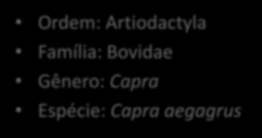 Caprinocultura Ordem: Artiodactyla Família: Bovidae Gênero: