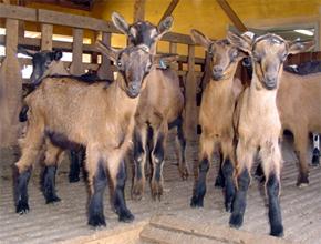 Clonagem -Ovinos e Caprinos Clone caprino (Baguisi et al.