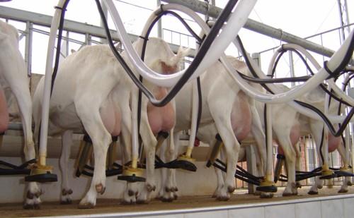 Caprinocultura de Leite O leite de cabra tem: Grande destaque são os laticínios; 20% mais cálcio e até 30% menos colesterol que o leite de vaca; Menor teor de açúcar e teores semelhantes de proteínas