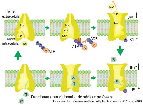Bomba de sódio e potássio Passagem de soluto do meio menos concentrado para o meio mais concentrado, mantendo a