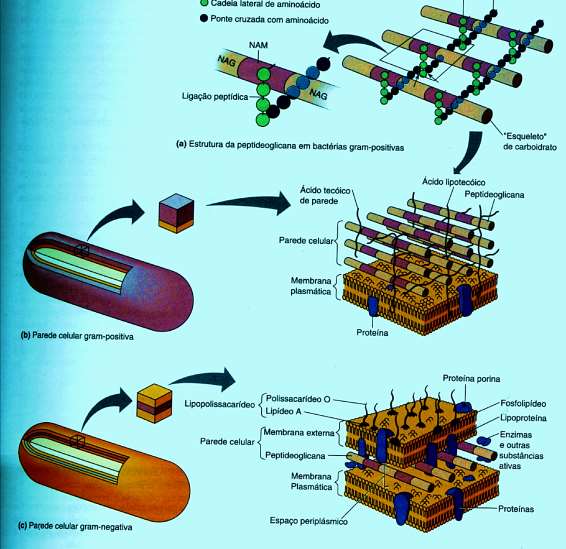 Figura 7 Parede celular de bactéria Gram positiva e Gram negativa. Curiosidade!