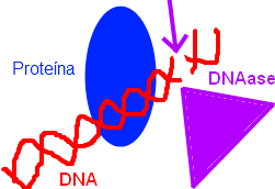 Informação experimental 1. Mutação de resíduos na proteína: informação sobre envolvimento da ligação 2. Interferência por etilação do esqueleto de DNA: informação sobre envolvimento da ligação 3.