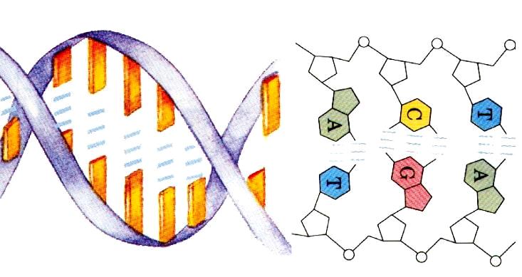 DNA ácido
