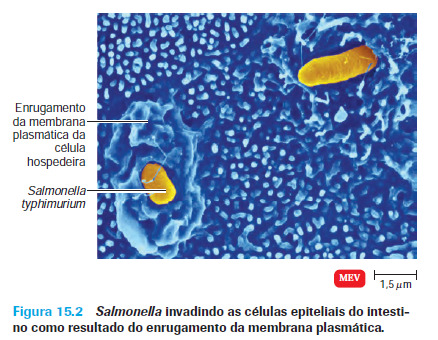 Como os patógenos bacterianos ultrapassam as defesas do hospedeiro Invasinas causam o rearranjo dos filamento de actina do citoesquelo celular