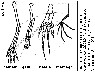 a) Como é chamado esse tipo de padrão morfológico? b) O que esse padrão indica em termos evolutivos? c) A asa de um morcego e a asa de um inseto apresentam esse mesmo padrão morfológico? Por quê?