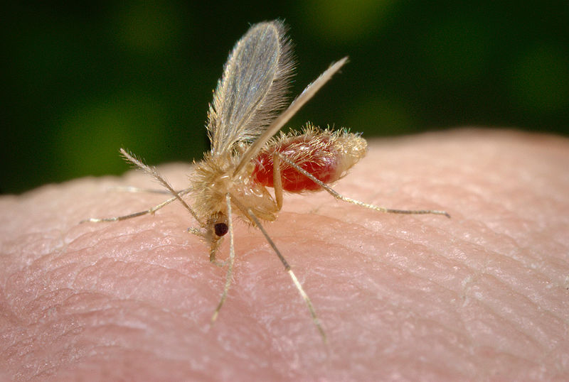 Ambos os sexos necessitam de carboidratos como fonte energética e as fêmeas se alimentam também de sangue para desenvolvimento dos ovos, uma vez que somente elas são transmissoras da doença (BRASIL,