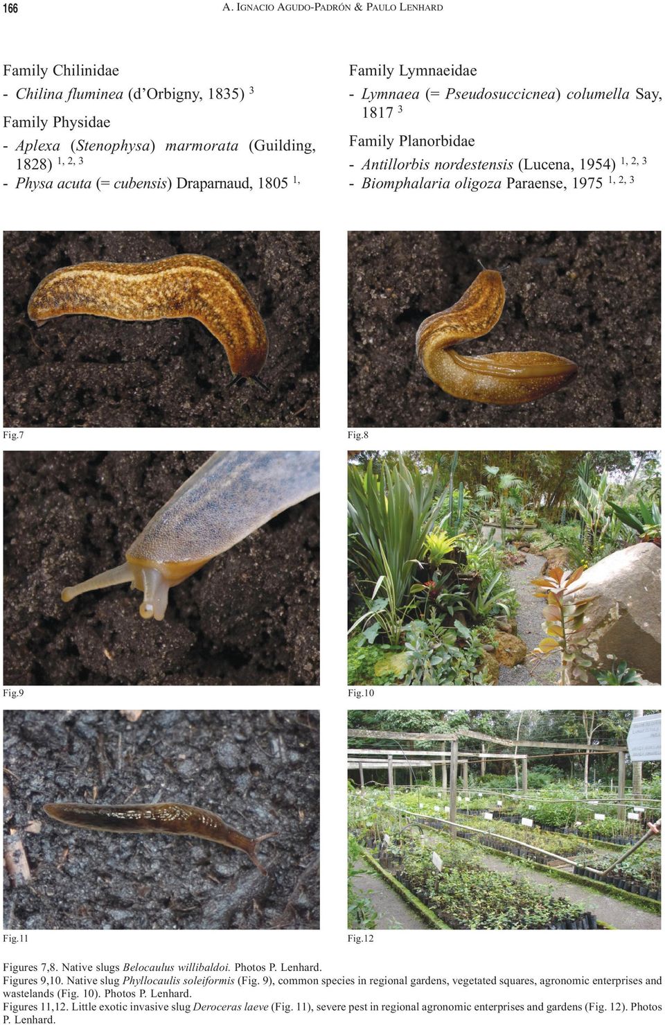 Draparnaud, 1805 1, Family Lymnaeidae - Lymnaea (= Pseudosuccicnea) columella Say, 1817 3 Family Planorbidae - Antillorbis nordestensis (Lucena, 1954) 1, 2, 3 - Biomphalaria oligoza Paraense, 1975 1,