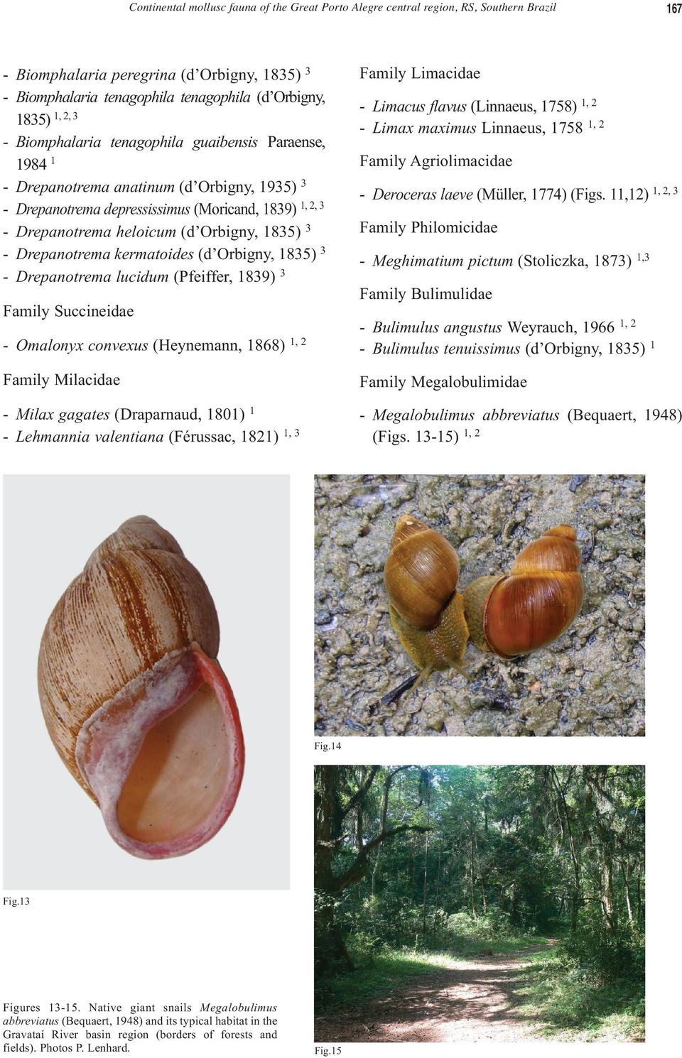 Drepanotrema kermatoides (d Orbigny, 1835) 3 - Drepanotrema lucidum (Pfeiffer, 1839) 3 167 Family Limacidae - Limacus flavus (Linnaeus, 1758) 1, 2 - Limax maximus Linnaeus, 1758 1, 2 Family