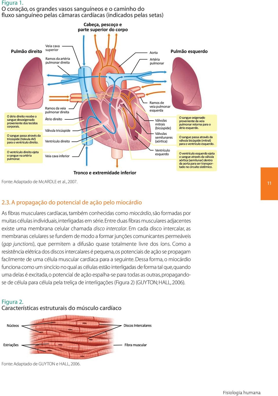 da artéria pulmonar direita Aorta Artéria pulmonar Pulmão esquerdo O átrio direitorecebe sangue desoxigenado o proveniente dos tecidos corporais. O sangue passa através da para o ventrículo direito.