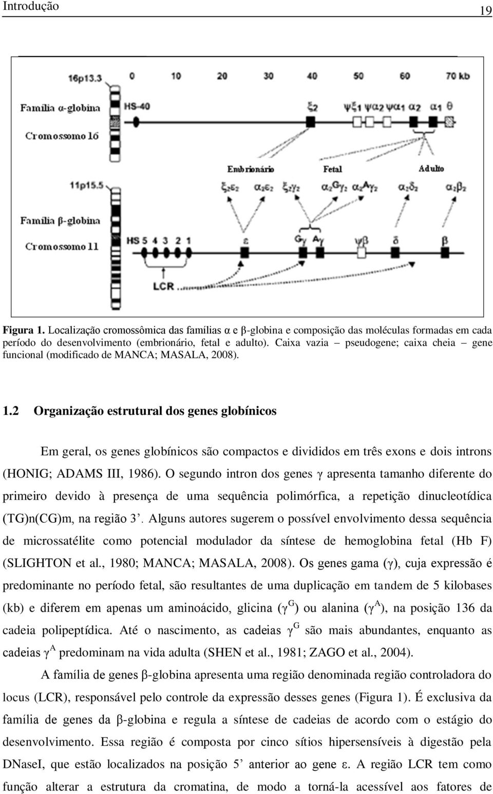 2 Organização estrutural dos genes globínicos Em geral, os genes globínicos são compactos e divididos em três exons e dois introns (HONIG; ADAMS III, 1986).