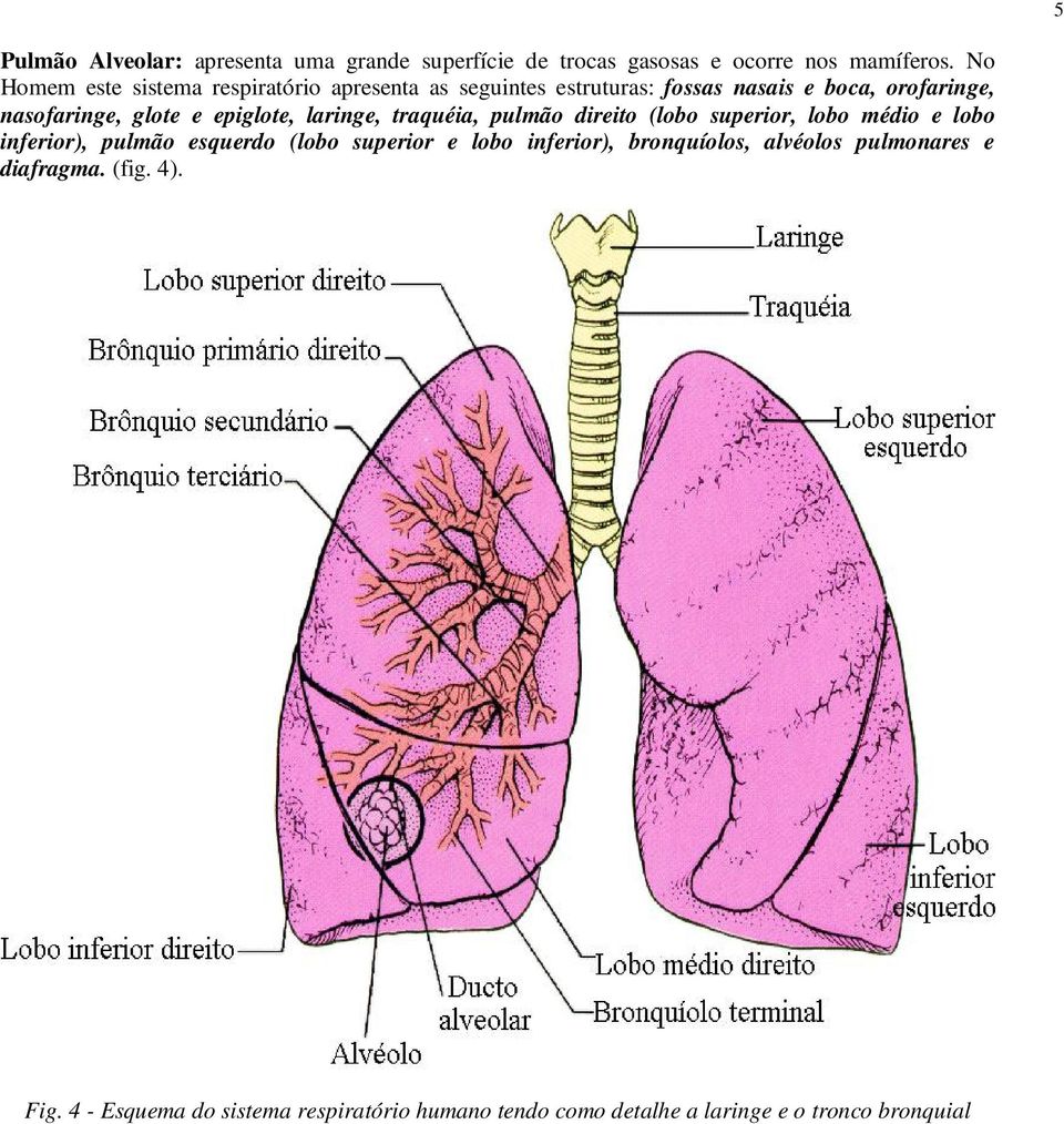 epiglote, laringe, traquéia, pulmão direito (lobo superior, lobo médio e lobo inferior), pulmão esquerdo (lobo superior e lobo