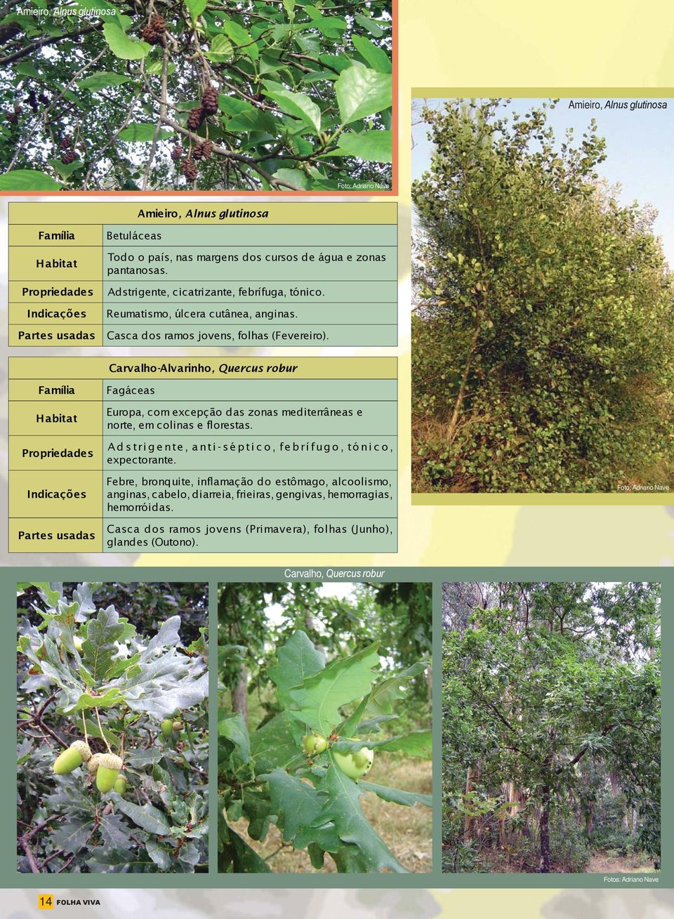 Carvalho-Alvarinho, Quercus robur Fagáceas Europa, com excepção das zonas mediterrâneas e norte, em colinas e florestas.