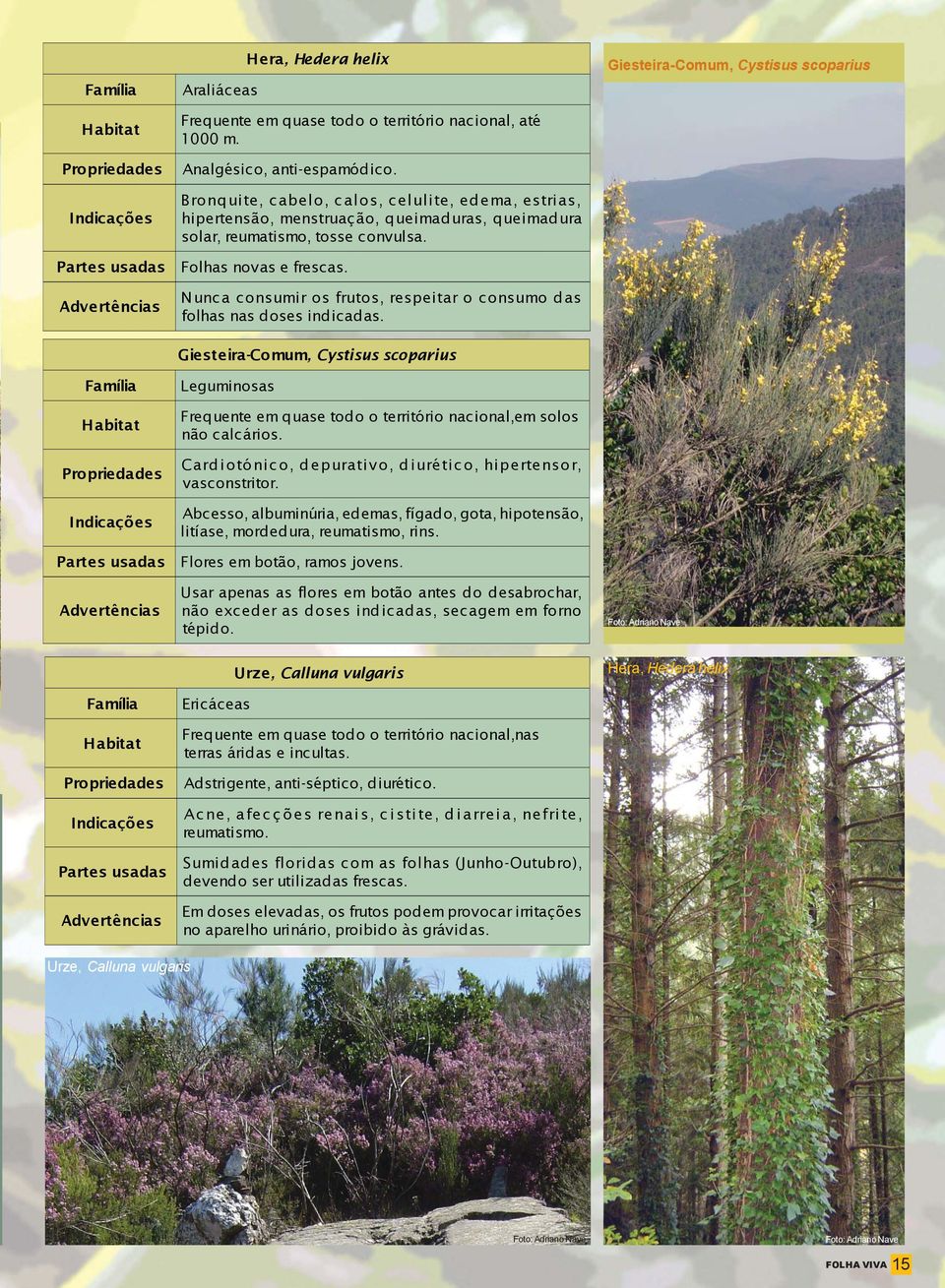 N unca consumir os frutos, respeitar o consumo das folhas nas doses indicadas. Giesteira-Comum, Cystisus scoparius Leguminosas Frequente em quase todo o território nacional,em solos não calcários.