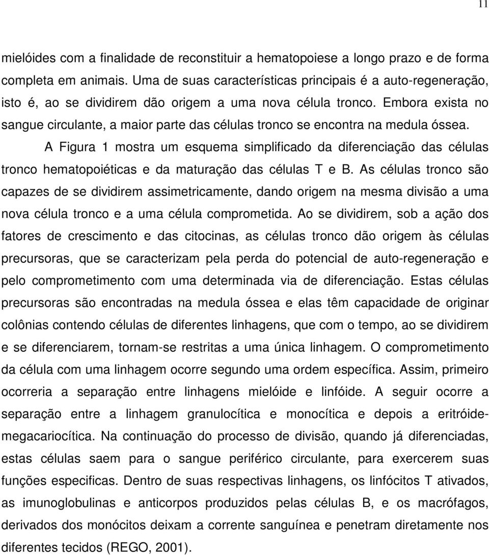 Embora exista no sangue circulante, a maior parte das células tronco se encontra na medula óssea.