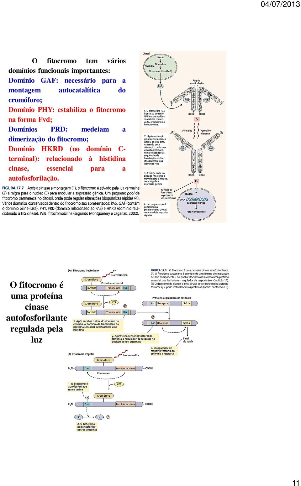 a dimerização do fitocromo; Domínio HKRD (no domínio C- terminal): relacionado à histidina cinase,