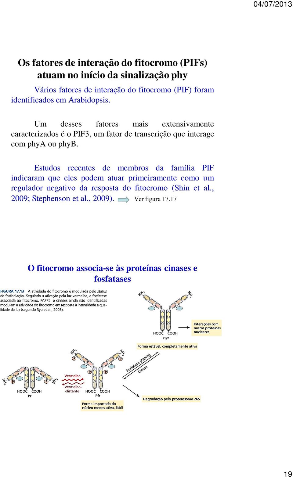 Um desses fatores mais extensivamente caracterizados é o PIF3, um fator de transcrição que interage com phya ou phyb.