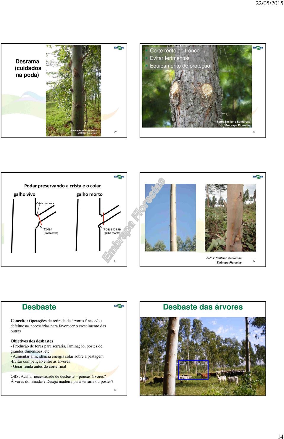 outras Objetivos dos desbastes - Produção de toras para serraria, laminação, postes de grandes dimensões, etc.