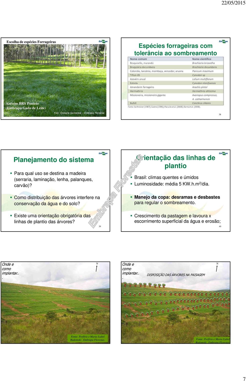 Orientação das linhas de plantio Brasil: climas quentes e úmidos Luminosidade: média 5 KW.h.m 2 /dia. Manejo da copa: desramas e desbastes para regular o sombreamento.