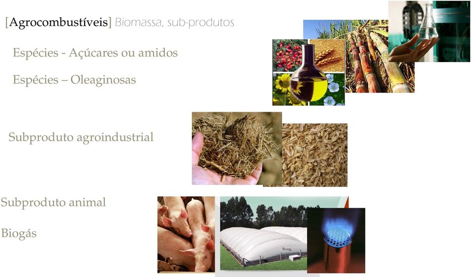 Espécies Oleaginosas Subproduto