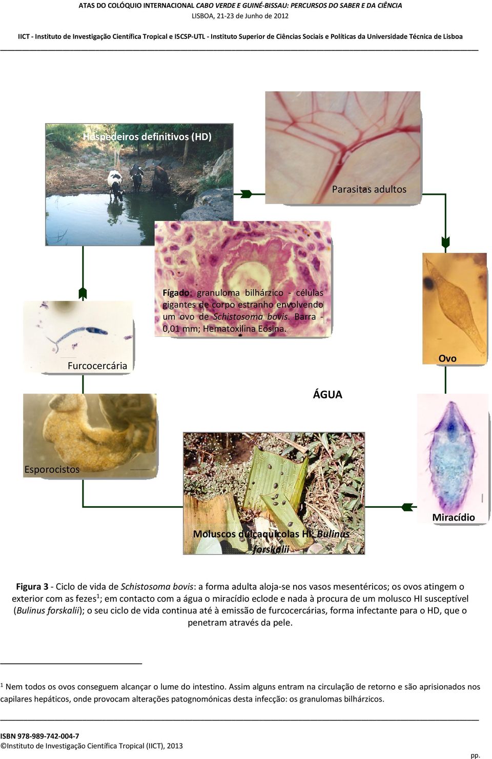 atingem o exterior com as fezes 1 ; em contacto com a água o miracídio eclode e nada à procura de um molusco HI susceptível (Bulinus forskalii); o seu ciclo de vida continua até à emissão de