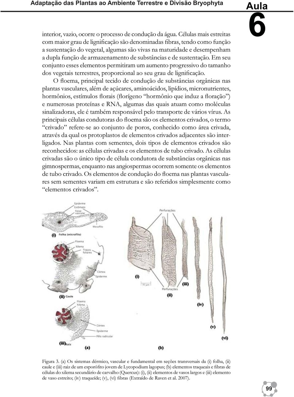 de substâncias e de sustentação. Em seu conjunto esses elementos permitiram um aumento progressivo do tamanho dos vegetais terrestres, proporcional ao seu grau de lignificação.