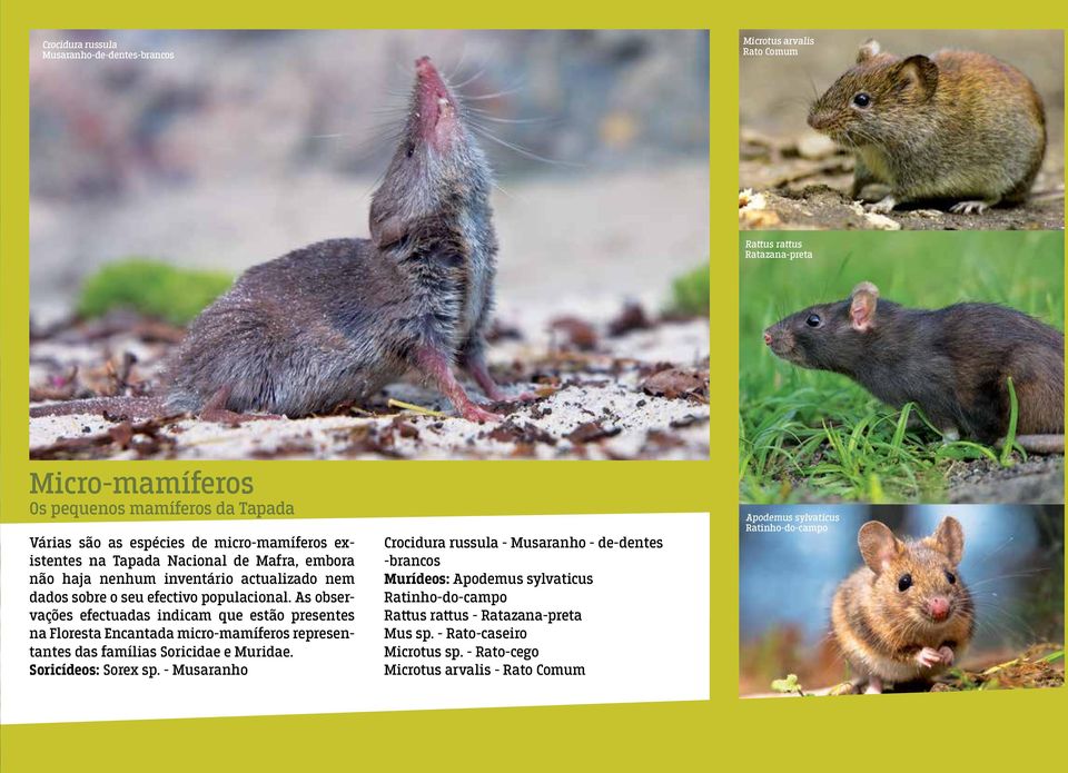 As observações efectuadas indicam que estão presentes na Floresta Encantada micro-mamíferos representantes das famílias Soricidae e Muridae. Soricídeos: Sorex sp.