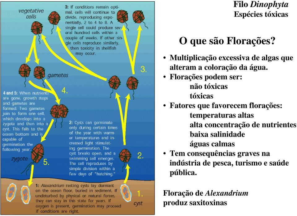 Florações podem ser: não tóxicas tóxicas Fatores que favorecem florações: temperaturas altas