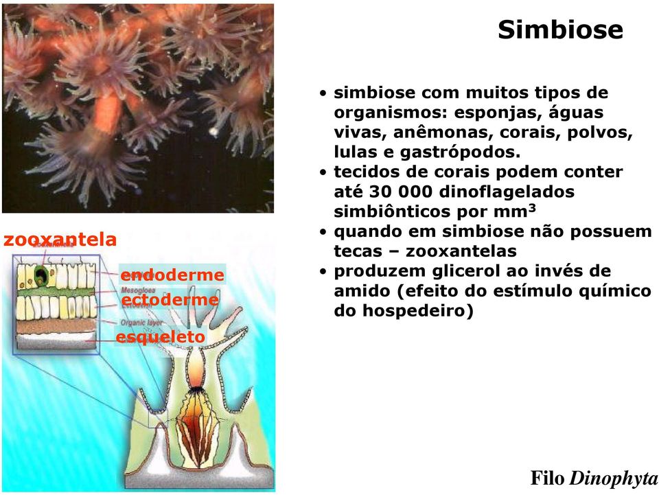 tecidos de corais podem conter até 30 000 dinoflagelados simbiônticos por mm 3 quando em