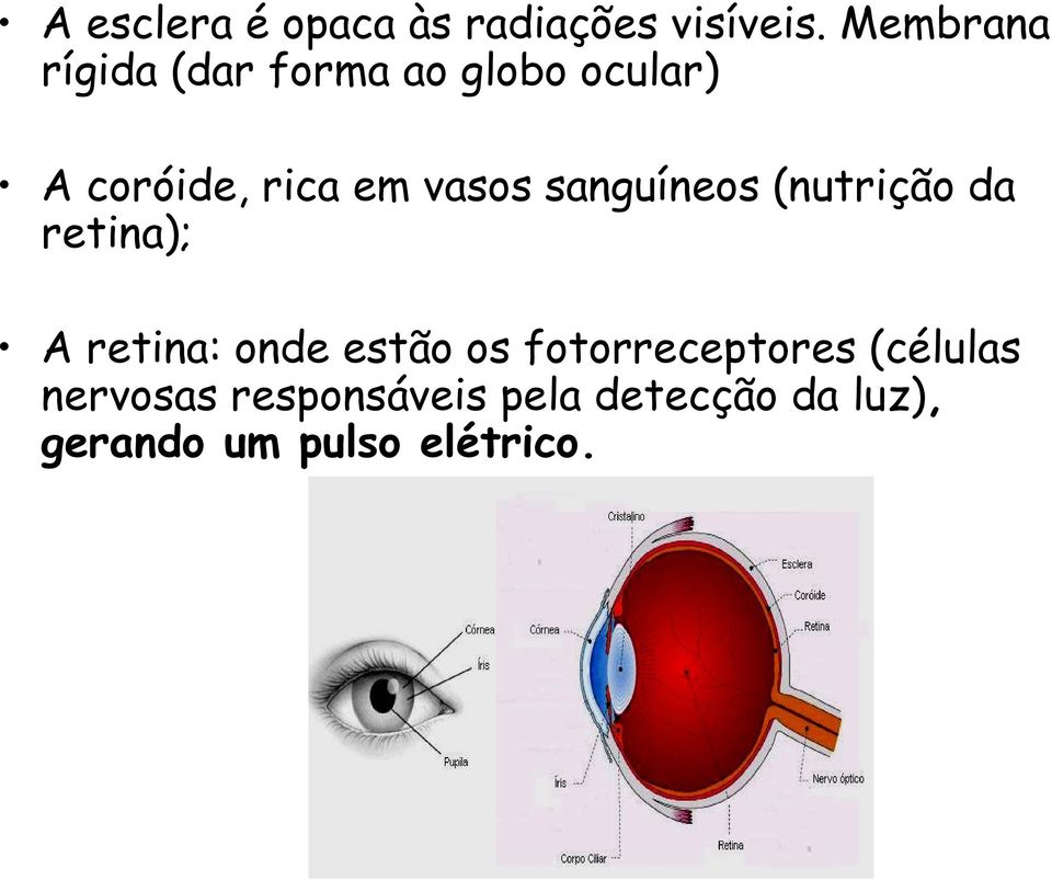 vasos sanguíneos (nutrição da retina); A retina: onde estão os