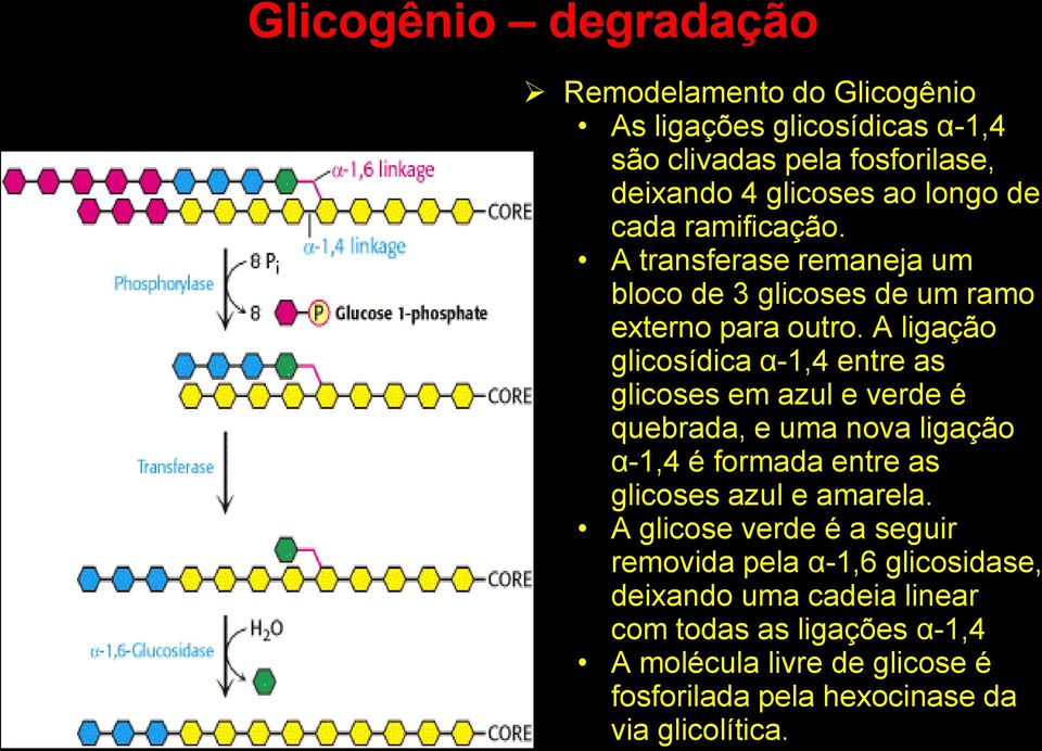 A ligação glicosídica α-1,4 entre as glicoses em azul e verde é quebrada, e uma nova ligação α-1,4 é formada entre as glicoses azul e amarela.