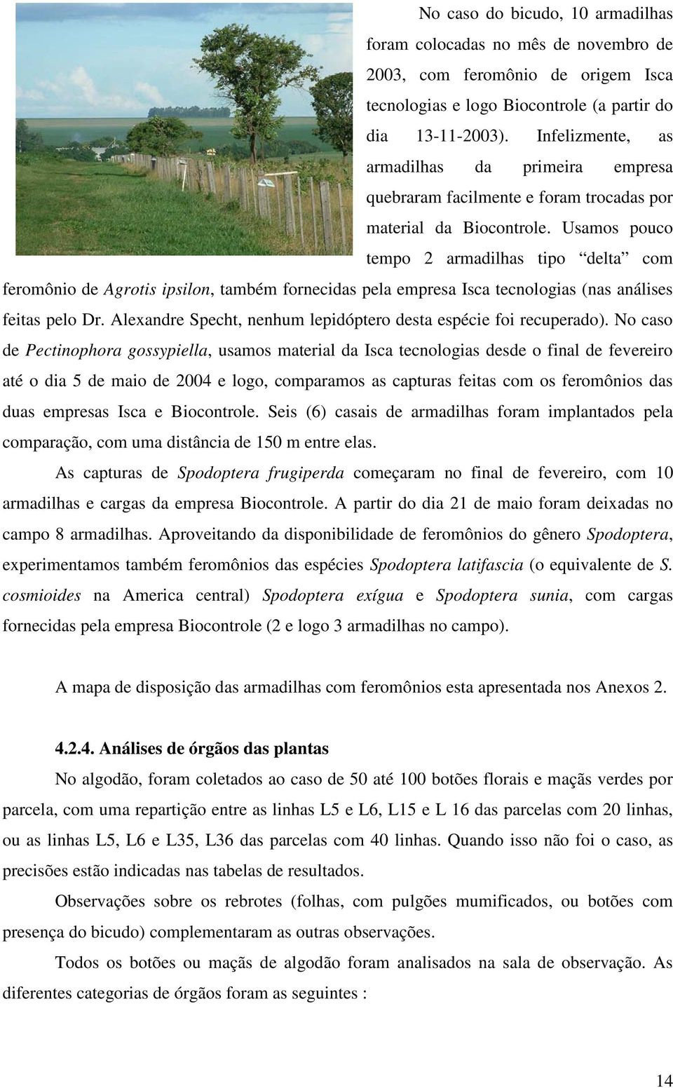 Usamos pouco tempo 2 armadilhas tipo delta com feromônio de Agrotis ipsilon, também fornecidas pela empresa Isca tecnologias (nas análises feitas pelo Dr.