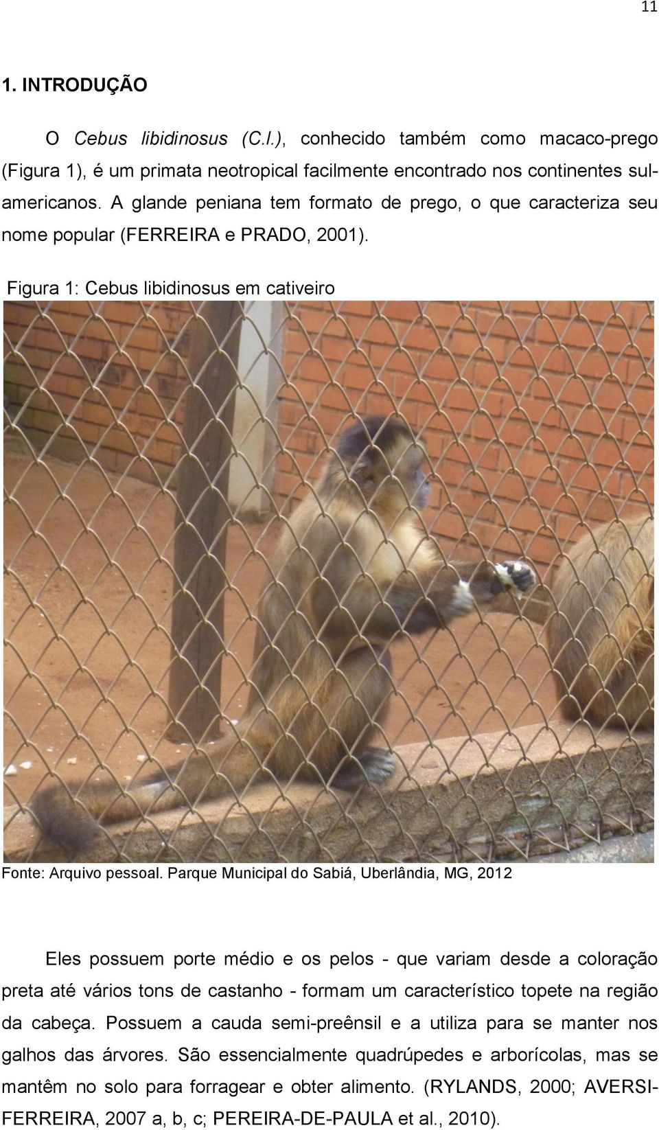 Parque Municipal do Sabiá, Uberlândia, MG, 2012 Eles possuem porte médio e os pelos - que variam desde a coloração preta até vários tons de castanho - formam um característico topete na região da