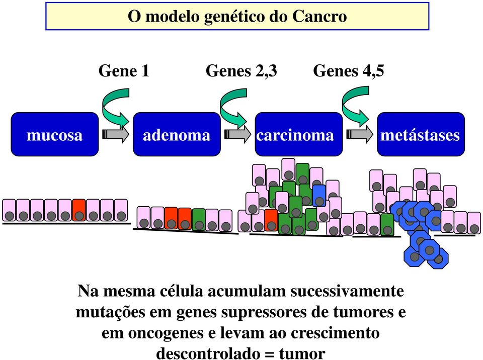 acumulam sucessivamente mutações em genes supressores de