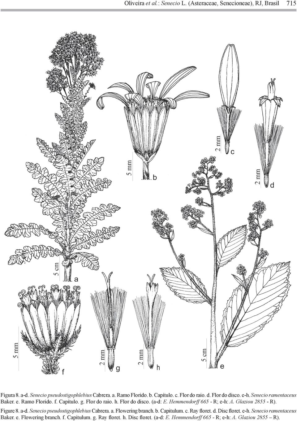 Hemmendorff 665 - R; e-h: A. Glaziou 2855 - R). Figure 8. a-d. Senecio pseudostigophlebius Cabrera. a. Flowering branch. b. Capitulum. c. Ray floret. d.