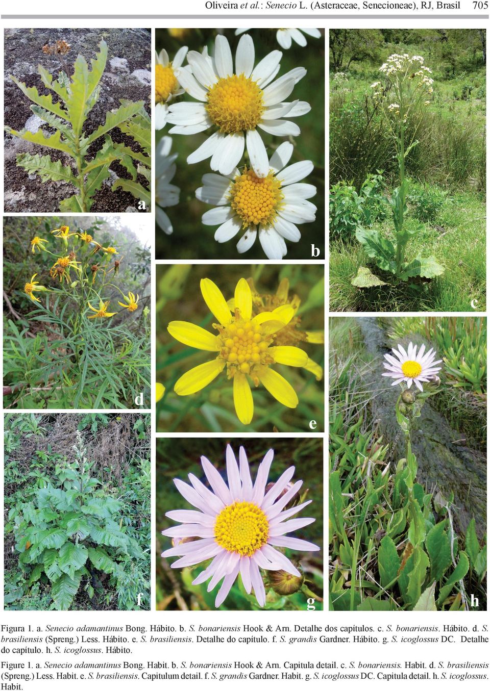 Detalhe do capítulo. h. S. icoglossus. Hábito. Figure 1. a. Senecio adamantinus Bong. Habit. b. S. bonariensis Hook & Arn. Capitula detail. c. S. bonariensis. Habit. d. S. brasiliensis (Spreng.