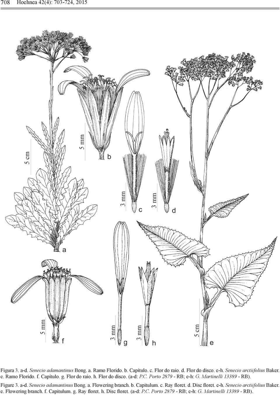 Martinelli 13389 - RB). Figure 3. a-d. Senecio adamantinus Bong. a. Flowering branch. b. Capitulum. c. Ray floret. d. Disc floret. e-h.