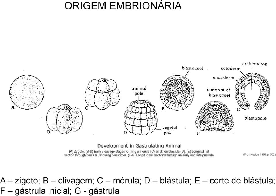 blástula; E corte de