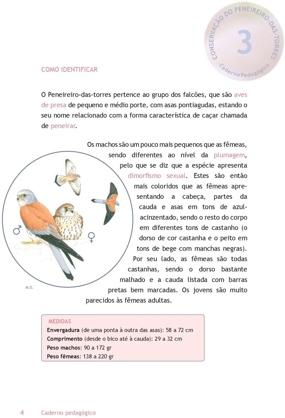 Estes são então mais coloridos que as fêmeas apresentando a cabeça, partes da cauda e asas em tons de azulacinzentado, sendo o resto do corpo em diferentes tons de castanho (o dorso de cor castanha e