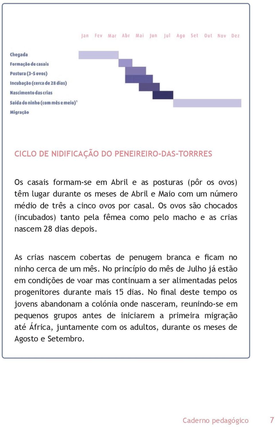 As crias nascem cobertas de penugem branca e ficam no ninho cerca de um mês.