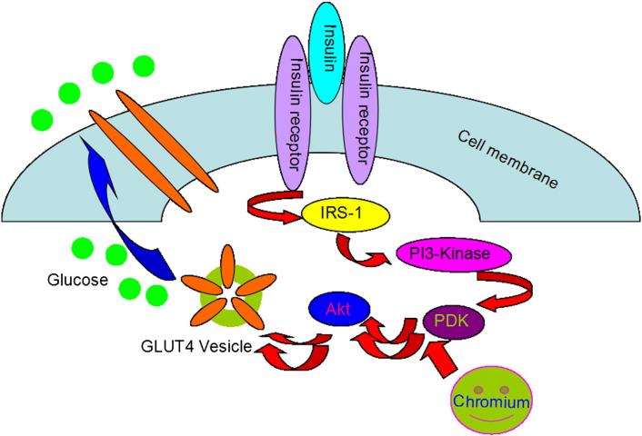 Figura 1: Mecanismo de ação cromo. Cromo exibe absorção da glicose-insulina via IRS1(Peng et al.,2015).