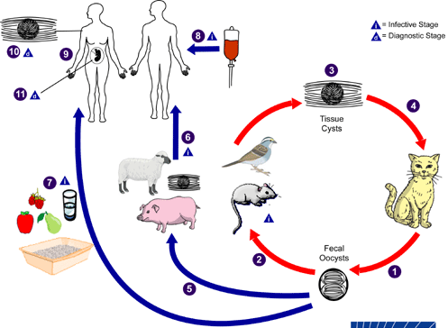 O homem pode ser infectado por transfusão sanguínea e transplante de órgãos Gatos se infectam ao consumir pássaros e roedores com cistos teciduais ou oocistos esporulados A mãe pode transmitir a