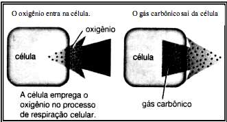 18. A figura abaixo mostra o esquema do corte de uma célula, observada ao microscópio eletrônico.