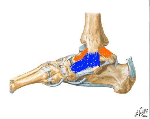 Ligamento colateral medial Ligamentos 1)Talotibial dividi-se em dois feixes (anterior e posterior) Obs: