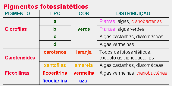 Na natureza existem diferentes tipos de pigmentos capazes de