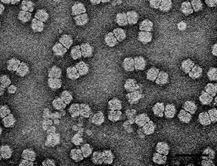 3.2 Begomoviroses A familia Geminiviridae possui quatro gêneros de vírus, os gêneros monopartidos: Mastrevirus, Curtovirus, Topocovirus, e o bipartido Begomovirus.