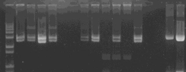 Figura 10. Eletroforese em gel de agarose 0,8%. Digestão amostras com BamHI. M= marcador de peso molecular, 1 kb ladder (Invitrogen). A seta indica os fragmentos de DNA com 2.
