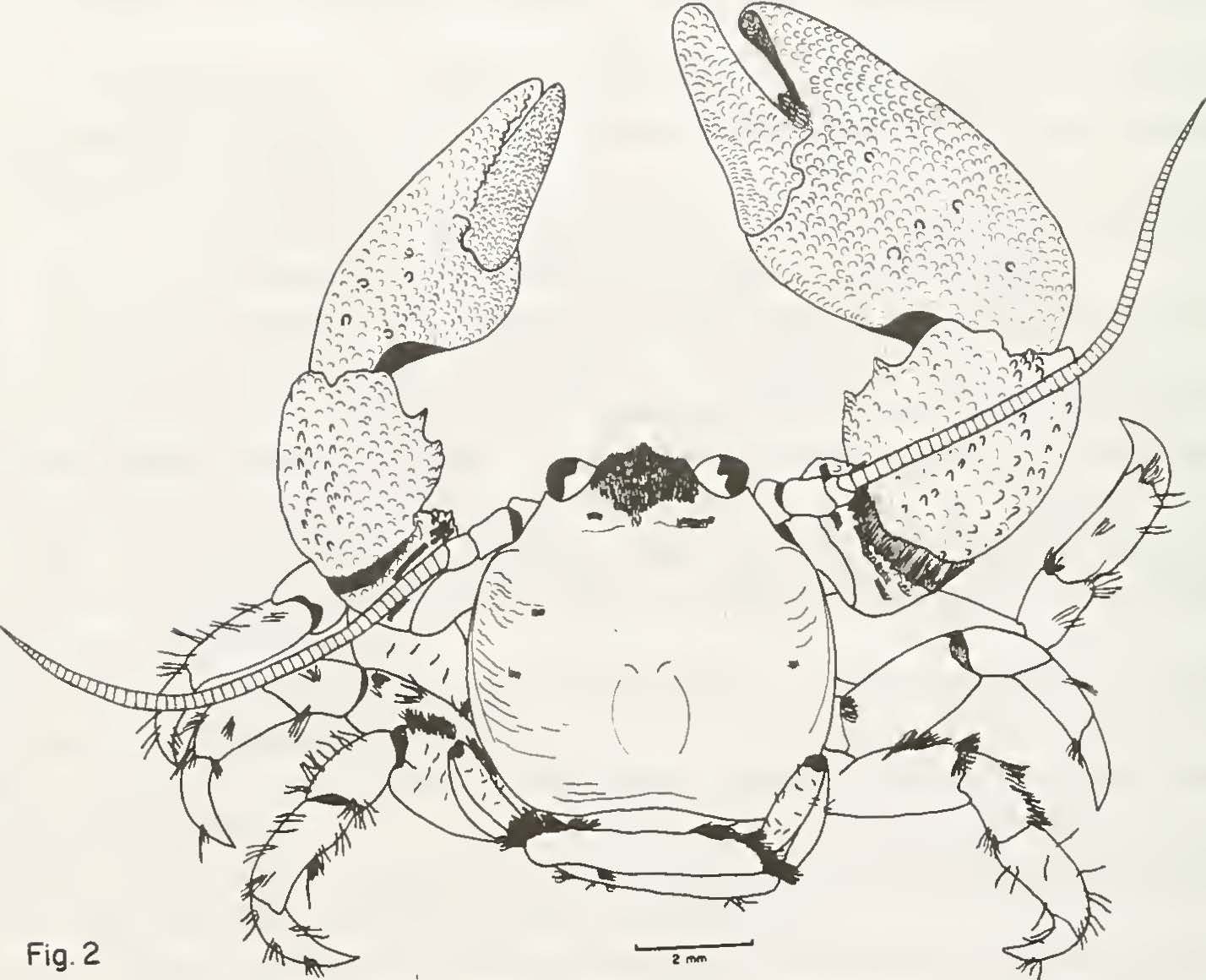Pachycheles monilifer (Dana, 1852),
