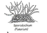 SEXUAL: ASCOMYCOTA OU BASIDIOMYCOTA Coelomycetes Agonomymycetes: Não formam